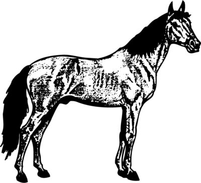 HORSE014