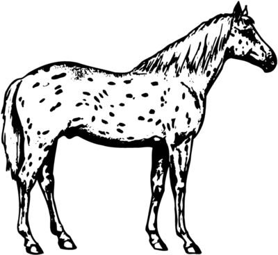 HORSE015