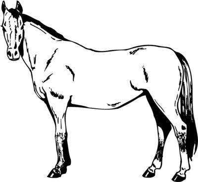 HORSE025