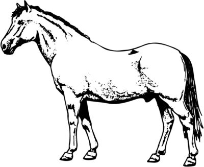 HORSE028