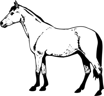 HORSE029