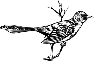 BIRD028