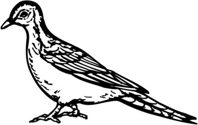 BIRD034
