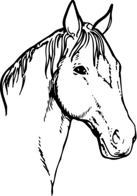 HORSE008