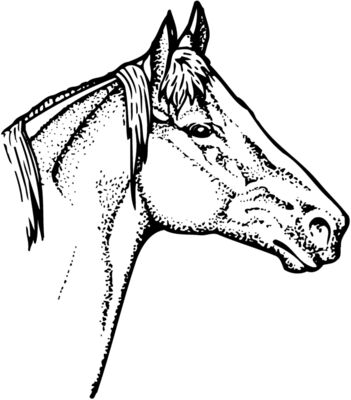 HORSE010