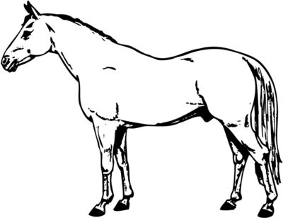 HORSE017