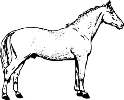 HORSE019