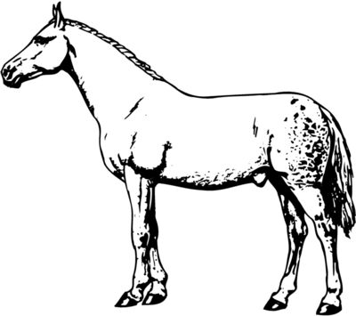 HORSE034