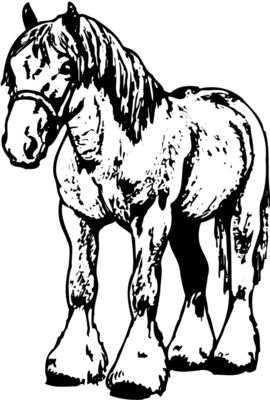HORSE035