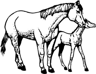 HORSE039