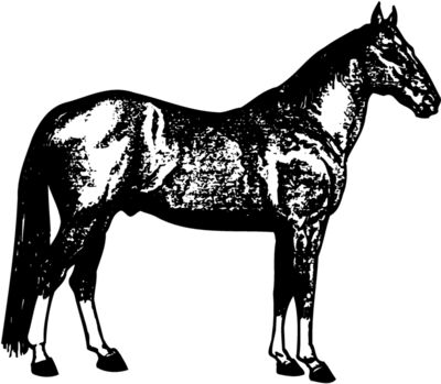 HORSE054