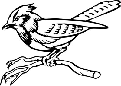 BIRD011