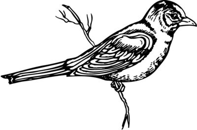 BIRD026
