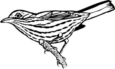 BIRD029