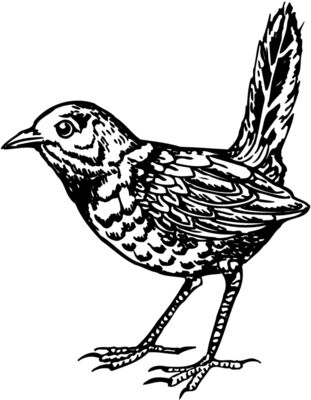 BIRD052