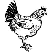 CHICK009 Thumbnail
