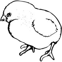 CHICK020 Thumbnail