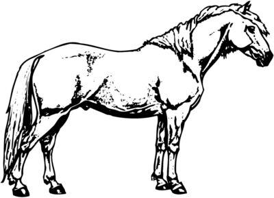 HORSE016