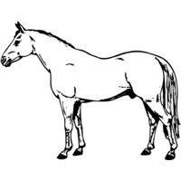 HORSE017 Thumbnail