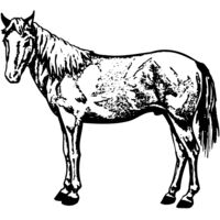 HORSE022 Thumbnail