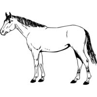 HORSE024 Thumbnail