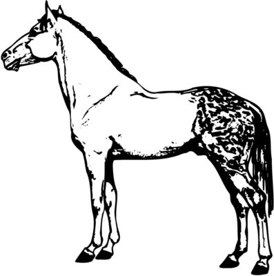 HORSE031