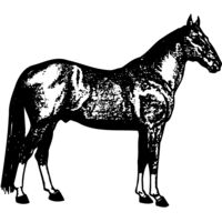 HORSE054 Thumbnail