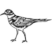 BIRD007 Thumbnail