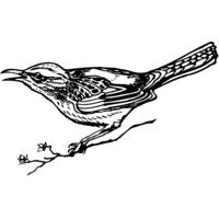 BIRD018 Thumbnail