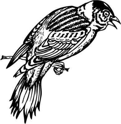 BIRD022