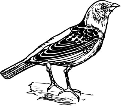BIRD032