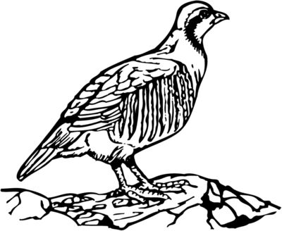 BIRD045