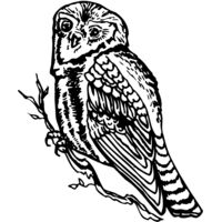 BIRD048 Thumbnail
