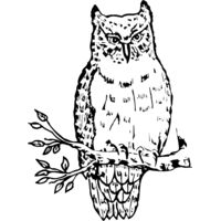 BIRD049 Thumbnail