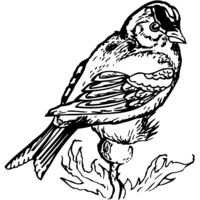 BIRD050 Thumbnail