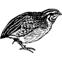 BIRD065 Thumbnail