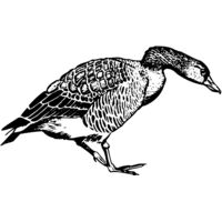 BIRD091 Thumbnail