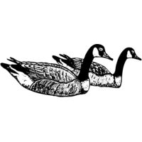 BIRD100 Thumbnail