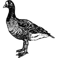 BIRD105 Thumbnail