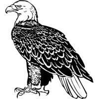 EAGLE017 Thumbnail