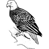 EAGLE021 Thumbnail