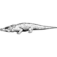 CROC03 Thumbnail